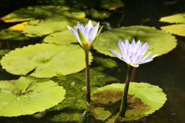 stock image Water lilly