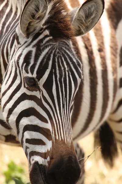 Zebra's hoofd — Stockfoto