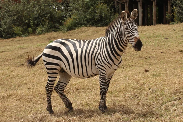 Zebra in Tanzania — Foto Stock