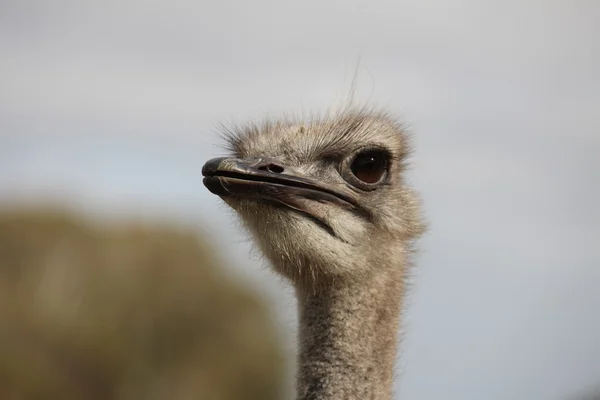 Ostrich's head — Stock Photo, Image