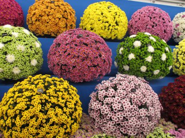 Chrysanthemum balls clipart