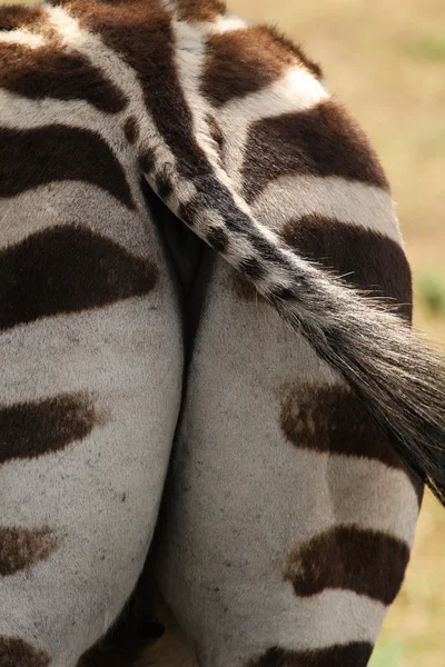 Cauda de Zebra — Fotografia de Stock