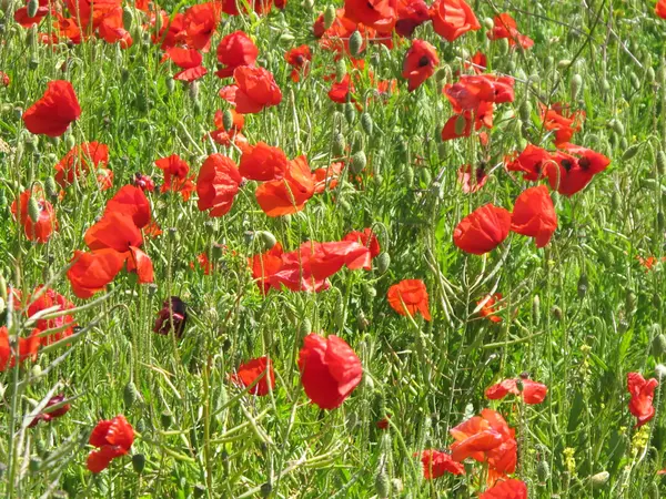 Stock image Poppy field