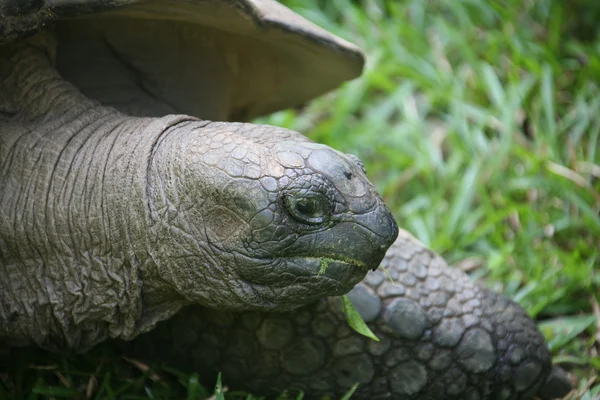 Tortuga gigante. Seychelles . — Foto de Stock