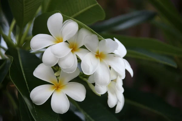 Frangipani - egzotik çiçek — Stok fotoğraf