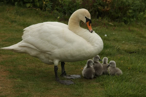 White swan with chicks Stock Image