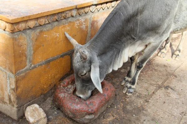 Santa vaca na Índia — Fotografia de Stock