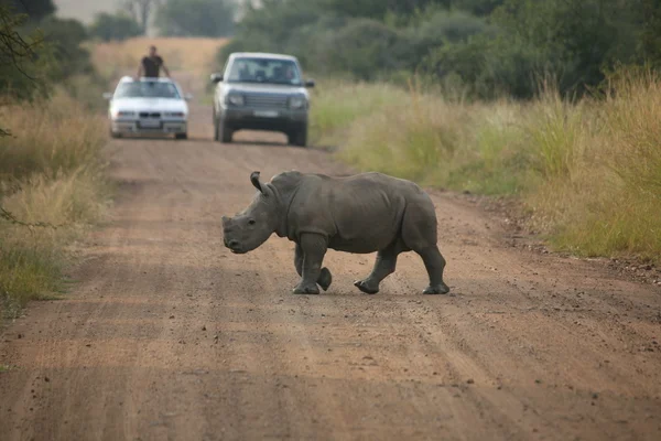 Bebé rinoceronte cruce carretera — Foto de Stock