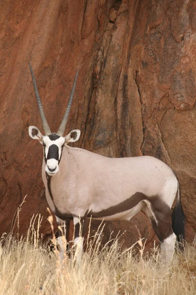 Oryx i namibia — Stockfoto