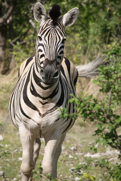 Zebra uruchomiony — Zdjęcie stockowe