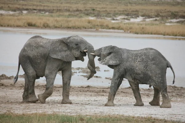 Dwa słonie — Zdjęcie stockowe