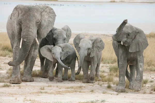大象家族 — 图库照片