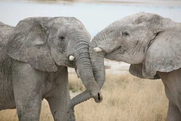 Két elefánt — Stock Fotó