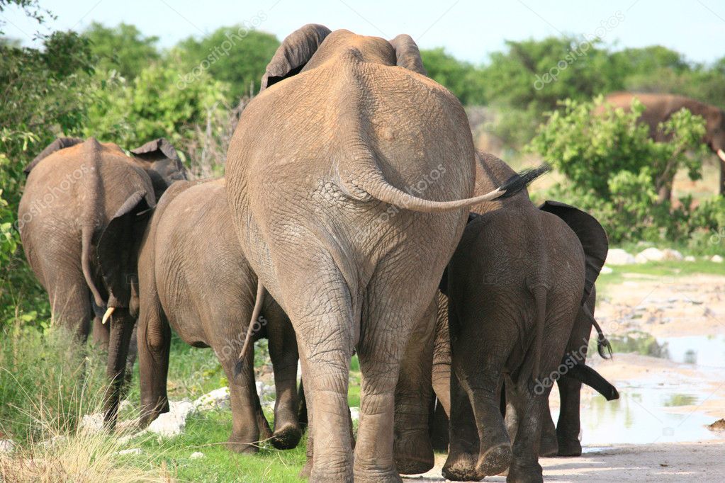 Elephants family going far away