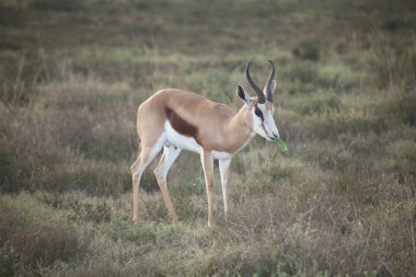 Springbok Ulusal parc de