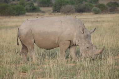 Ulusal parc de beyaz rhino