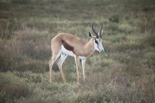 Springbok en el Parque Nacional — Foto de Stock