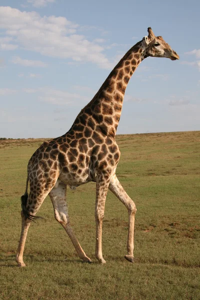 Жираф в Национальном парке — стоковое фото