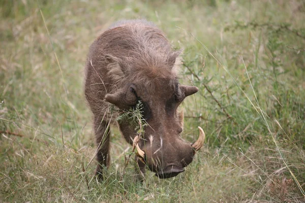 Warthog no Parque Nacional — Fotografia de Stock