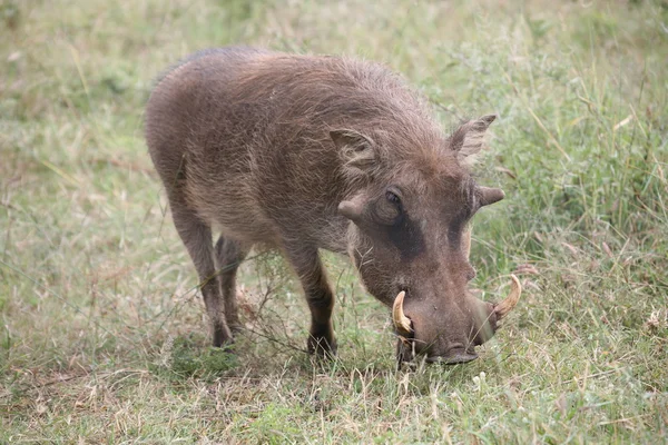 Ulusal parc içinde Warthog