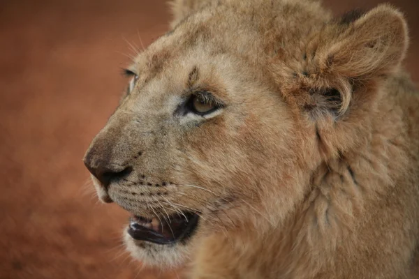 Lion in National Parc — Stock Photo, Image