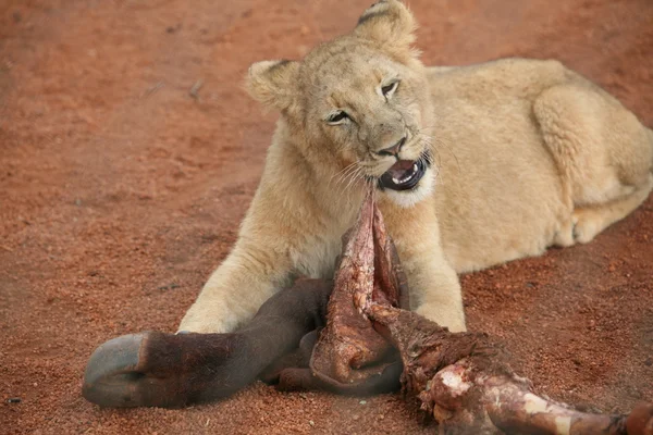 Leão de jantar — Fotografia de Stock