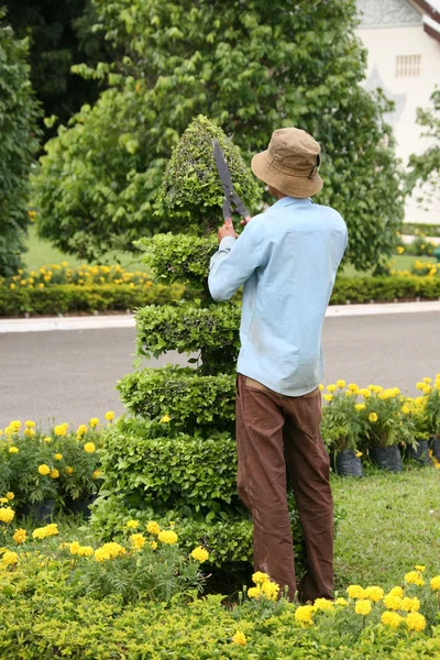 stock image Gardener cutting tree