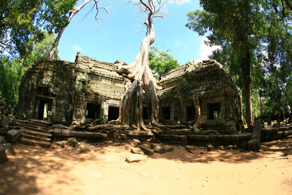 Ruinen eines antiken Tempels mit riesigen Baumwurzeln — Stockfoto