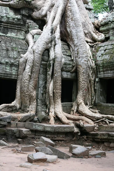 Ruinen eines antiken Tempels mit riesigen Baumwurzeln — Stockfoto