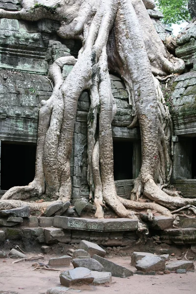 Ruins of ansient temple ang giant tree roots — Stock Photo, Image