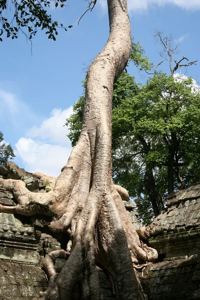 Hancur kuil ansient ang akar pohon raksasa — Stok Foto