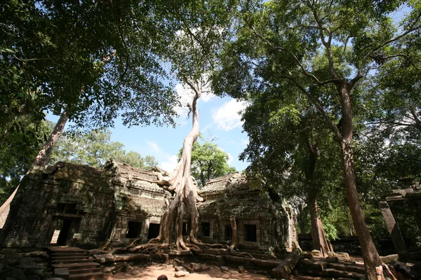 Ruins of ansient temple ang giant tree roots — Stock Photo, Image