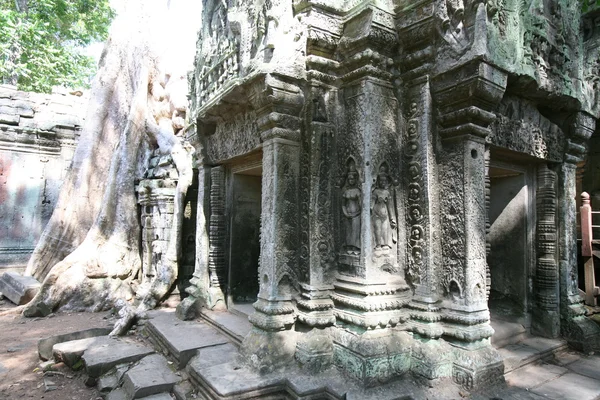 Руины мужественного храма анг гигантские корни деревьев — стоковое фото