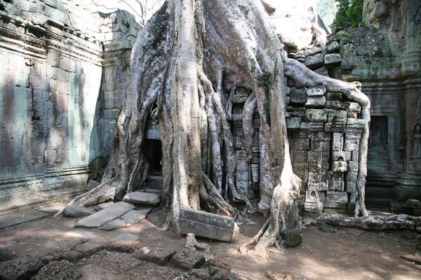 Ruins of ansient temple ang giant tree roots