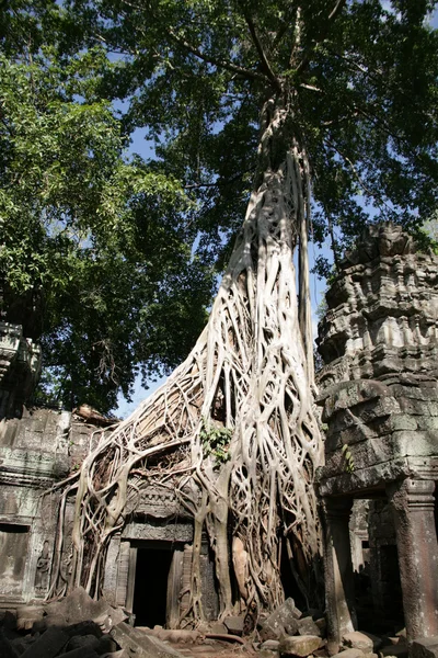 Ruines de temple ansient ang racines d'arbres géants — Photo