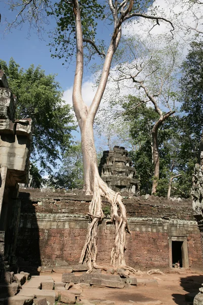 Ruinas del templo ansioso y raíces de árboles gigantes —  Fotos de Stock