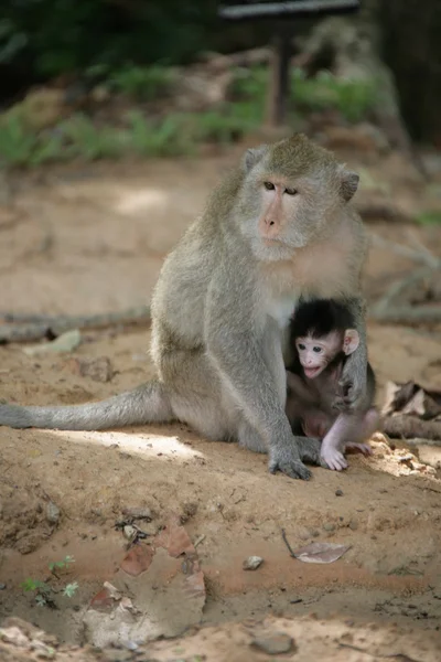 Stock image Monkey with newborn babymonkey