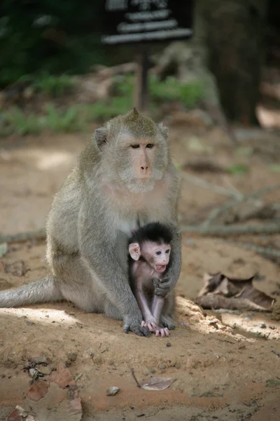 stock image Monkey with newborn babymonkey