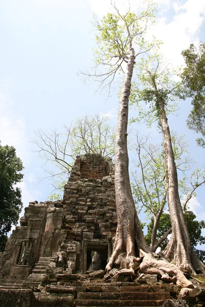 Rovine di tempio ansiente ang radici di albero giganti — Foto Stock