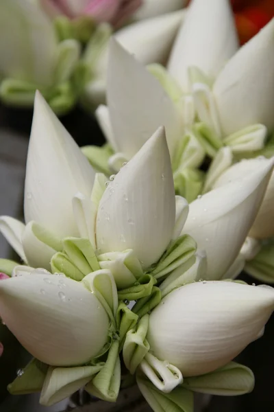 Lotusblüte Stockbild