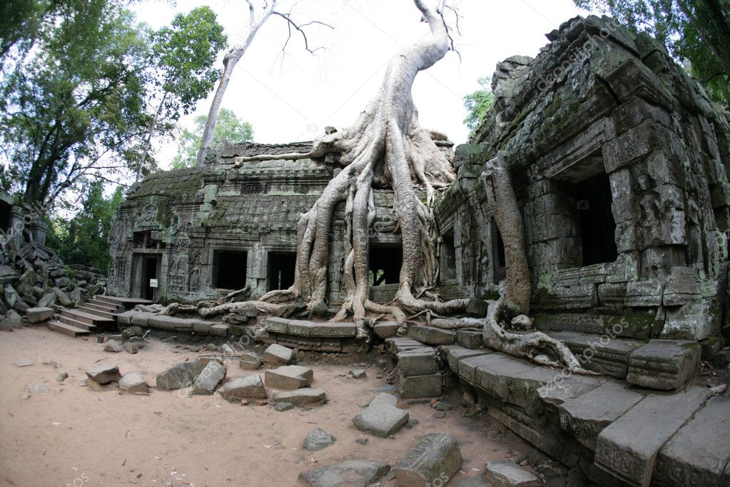 Ruins of ansient temple ang giant tree roots