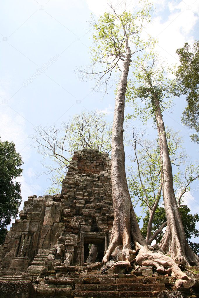 Ruins of ansient temple ang giant tree roots
