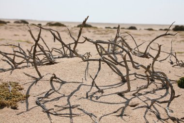 Çölde kuru çalılar. Namibya.