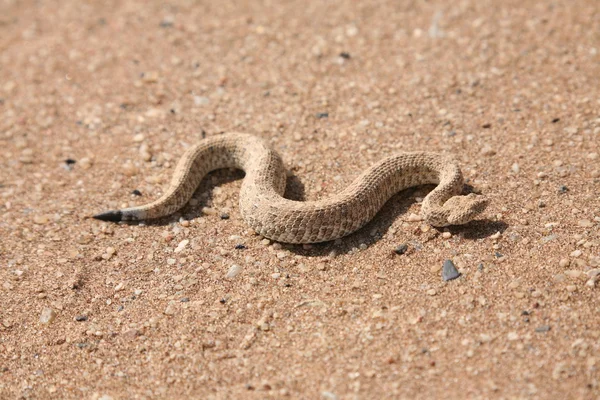 stock image Snake in desert