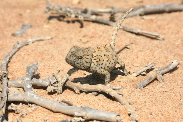 Gekko çölde