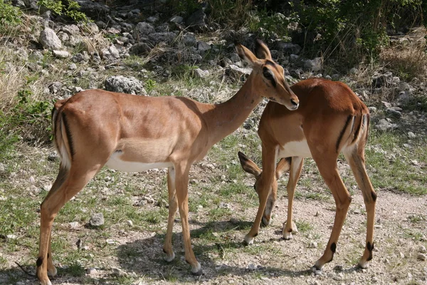 Iki antilopes — Stok fotoğraf