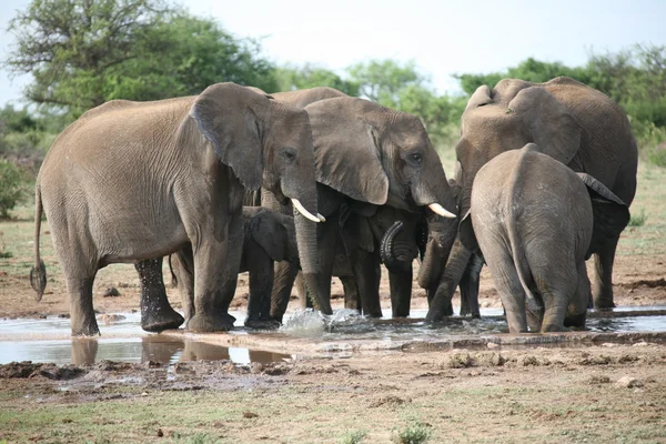 Elefantes familia tomando baño —  Fotos de Stock