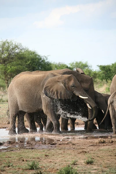 Elefantes familia tomando baño — Foto de Stock