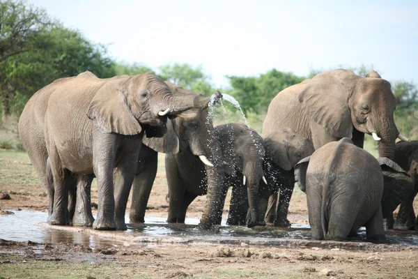 Sloni rodinné přijetí koupele — Stock fotografie