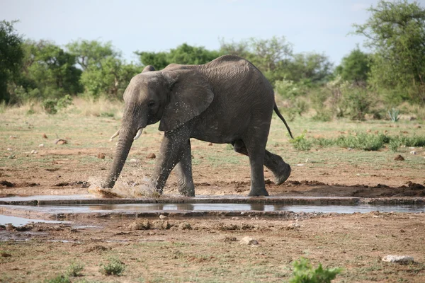 Lopende olifant — Stockfoto